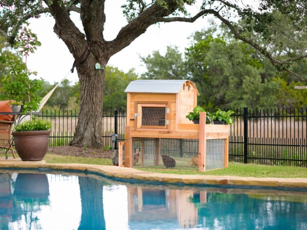 Small Round-Top Cedar Backyard Chicken Coop features a fully protected wire run that offers protection for your hens.