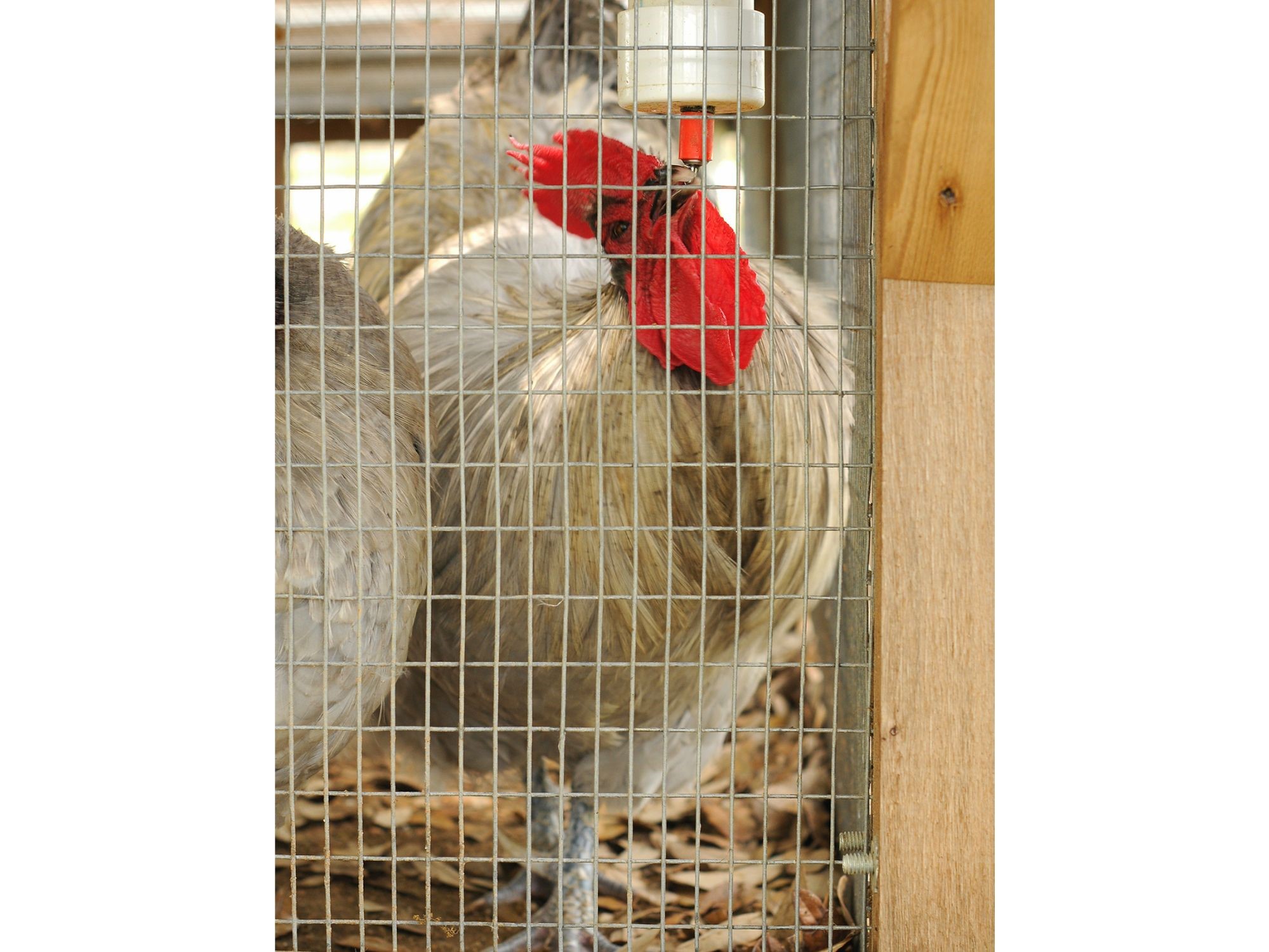 Round-Top-Backyard-Chicken-Coop-XL-integrated-easy-fill-waterer