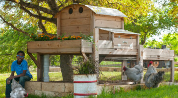 Large Backyard Chicken Coop With Extension