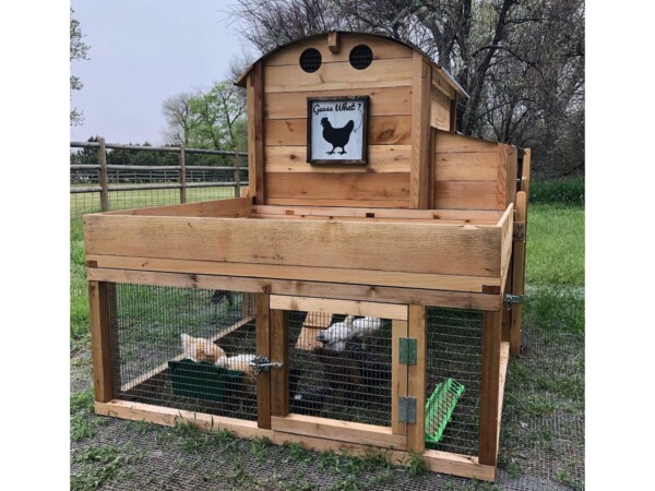 Roost-Root-Round-Top-Backyard-XL-Coop-Customer-Photo-Guess-What (1)