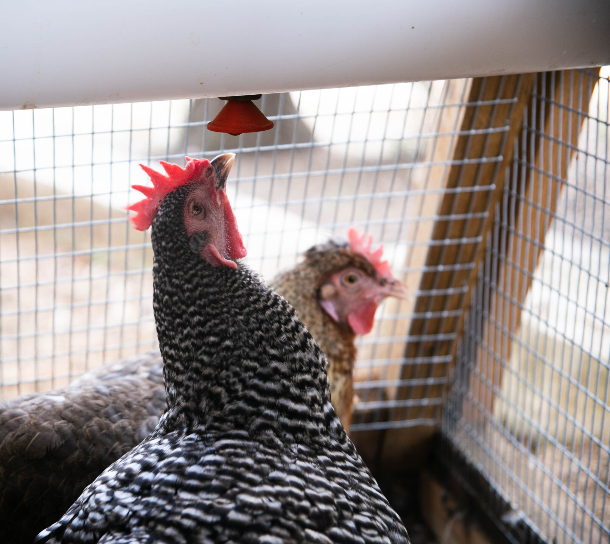 chicken drinking