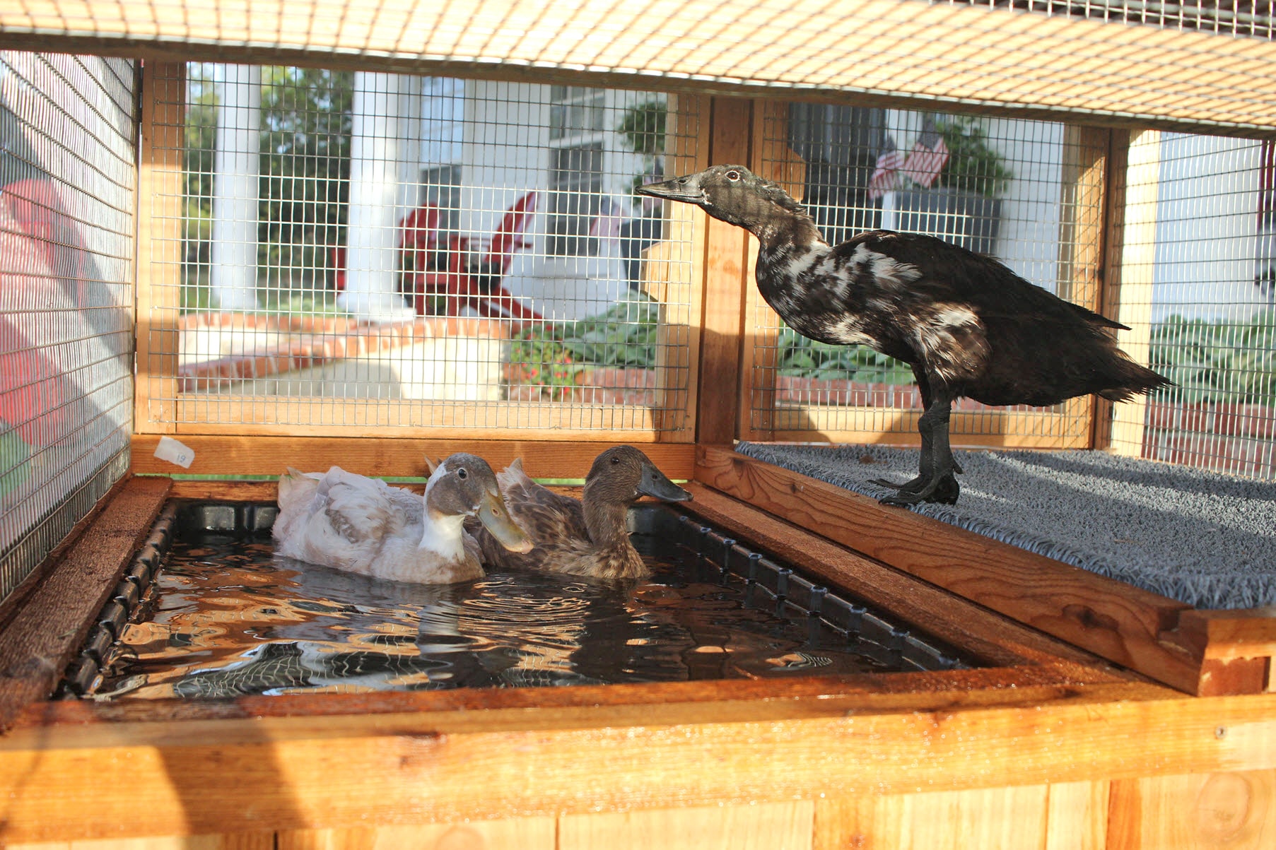 Duck Coop Pool Picture
