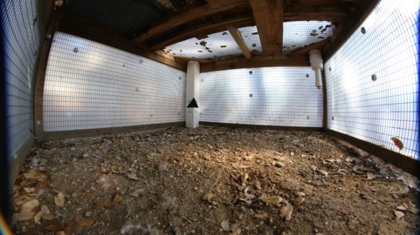 Inside chicken coop