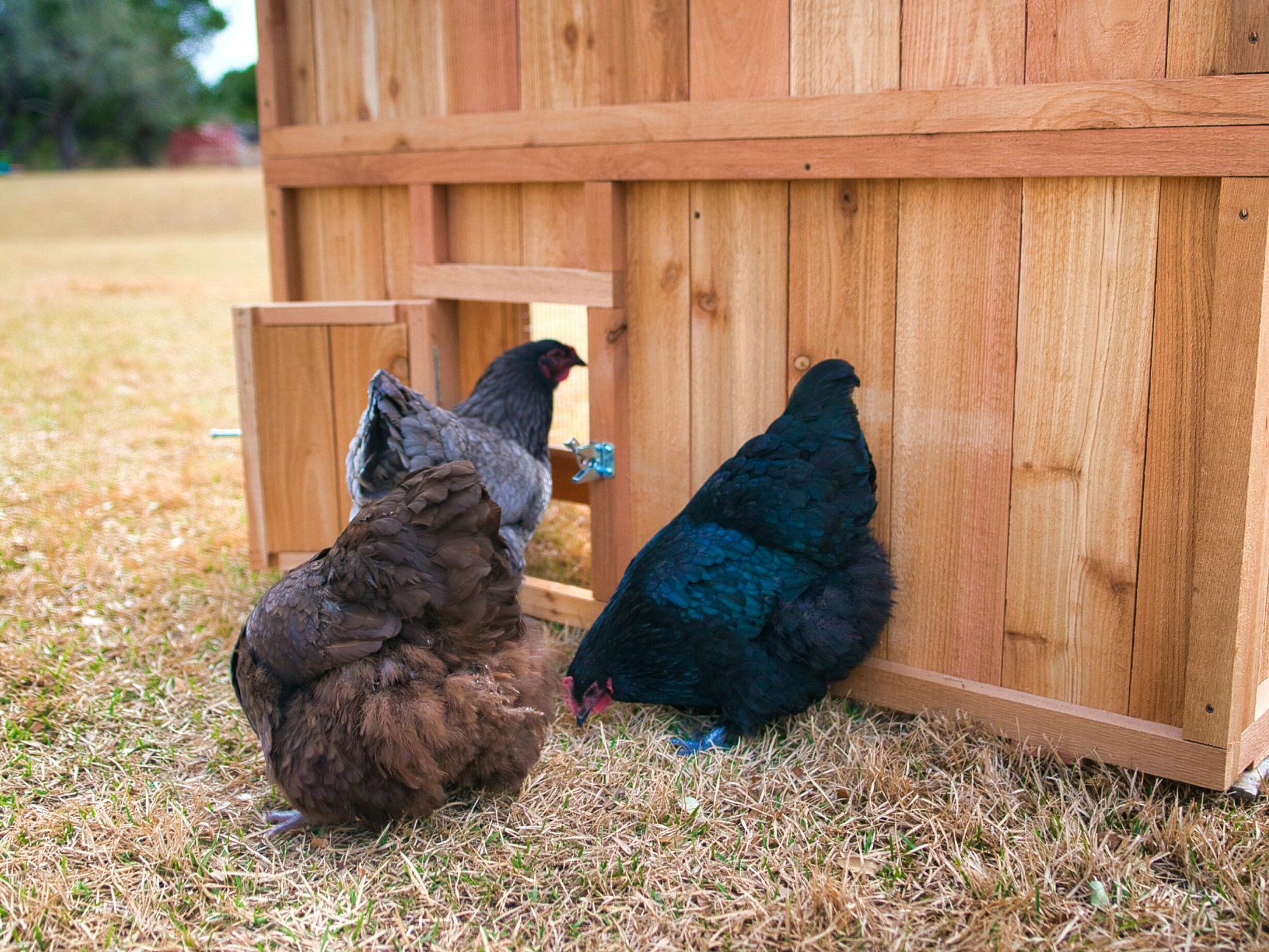 Round-Top-Stand-Up-XL-Chicken-Coop-hens-ranging-out-back-door
