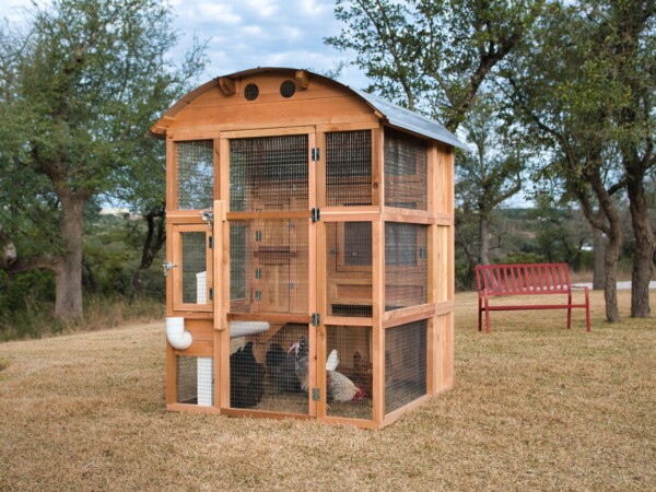 Stand-Up Chicken Coop with Chickens Inside