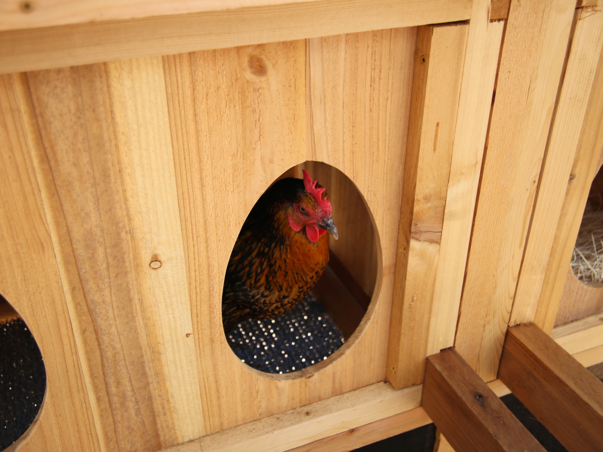 Roost-Root-Heritage-Chicken-Coop-Chicken-Egg-Box