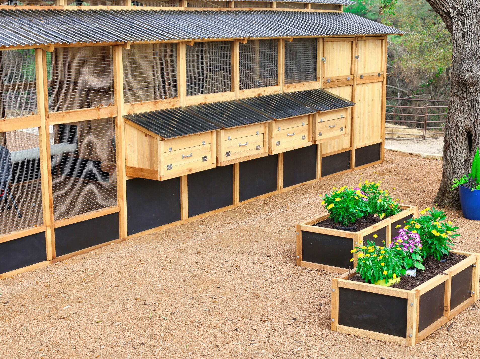 Roost-Root-Heritage-Chicken-Coop-Side-View-Egg-Boxes
