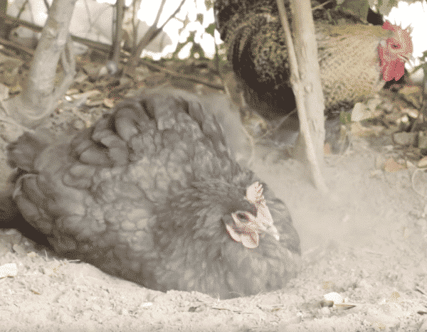 Chickens dust bathing