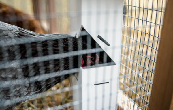 Chicken Feed Holder