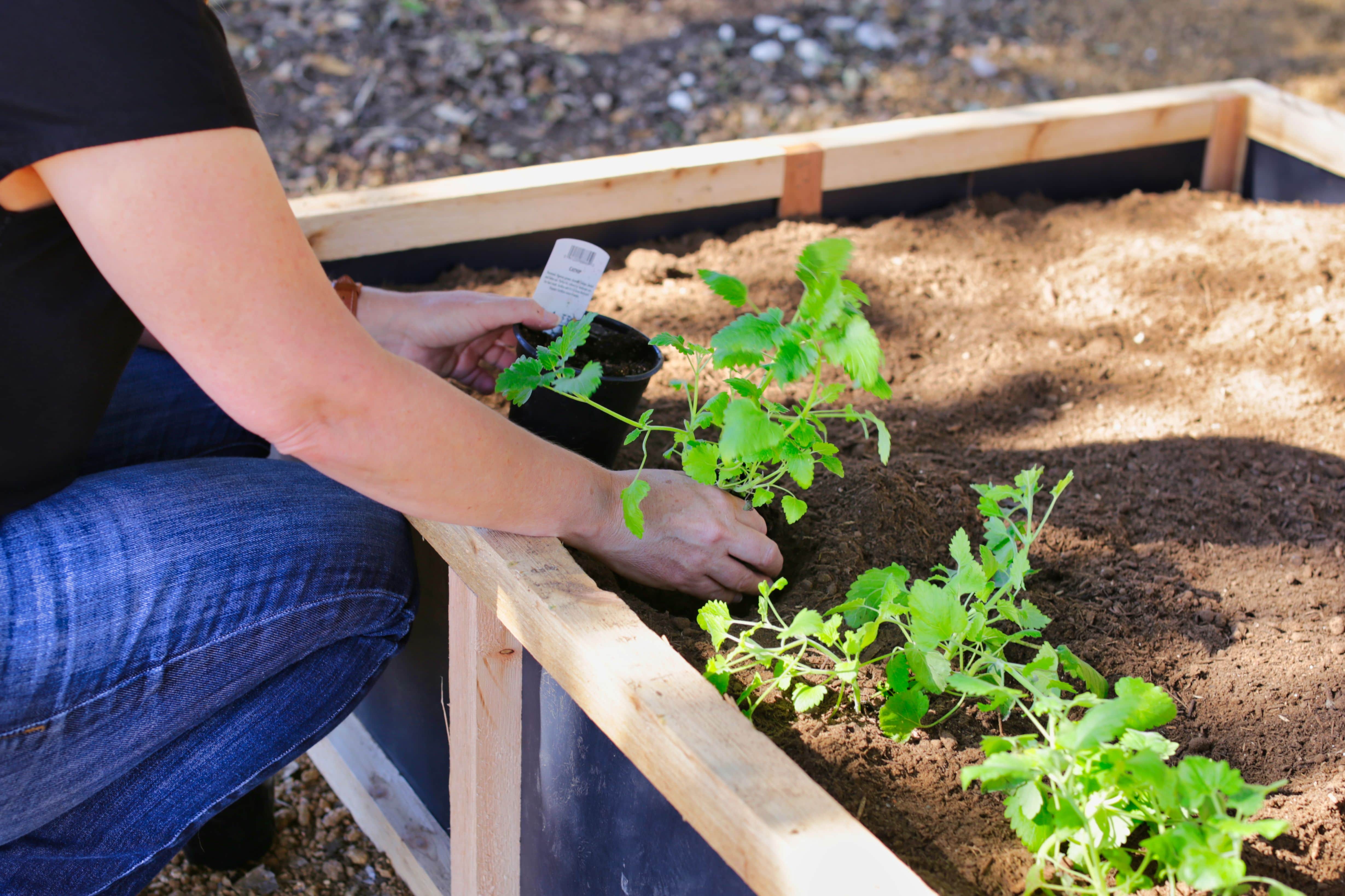 How to Transplant Seedlings to your Raised Garden Bed - Roost & Root