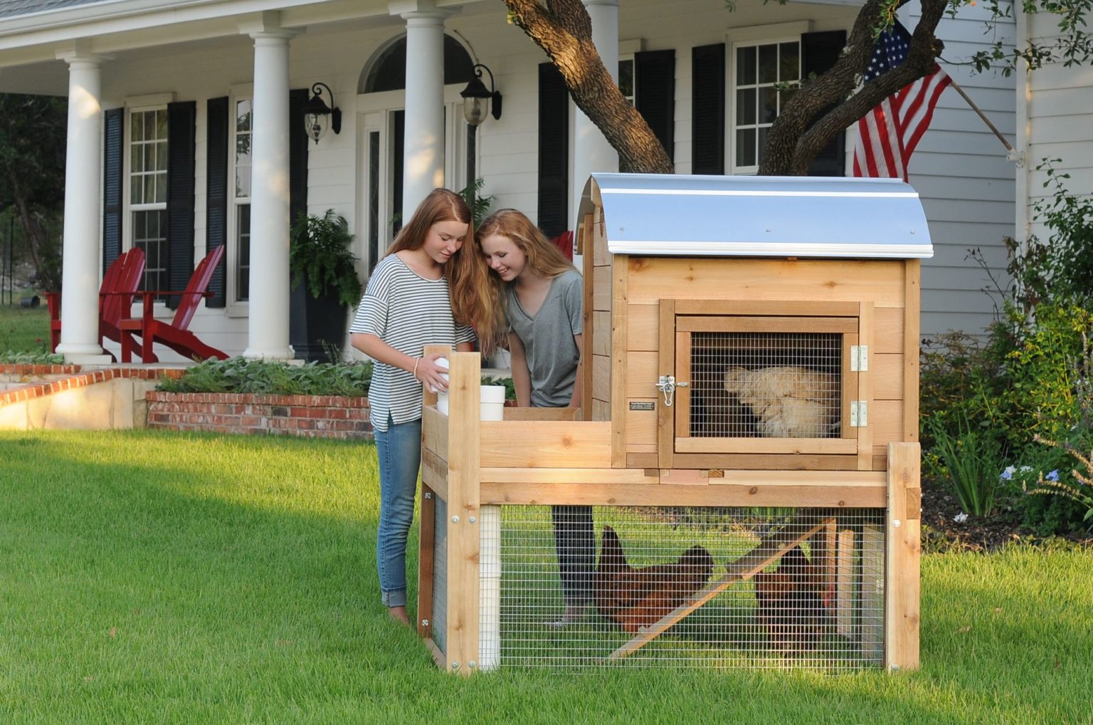 From Brooder to Coop, When to Transition your Chickens. Roost & Root