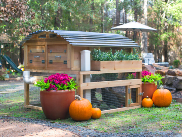 Roost & Root's Small Backyard Chicken Coop Model 2 with Upgraded Accessories for Fall