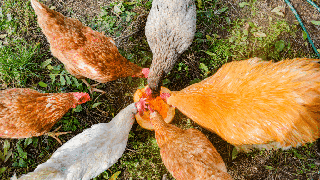 Healthy Fall Chicken Treats Your Backyard Flock Will Love | Roost & Root