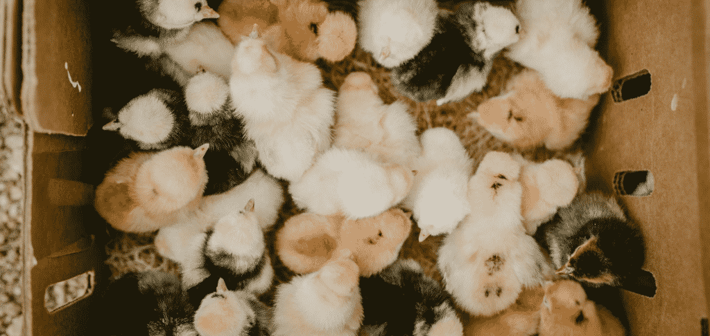 Your Guide to Ordering Your First Backyard Flock - Roost & Root
