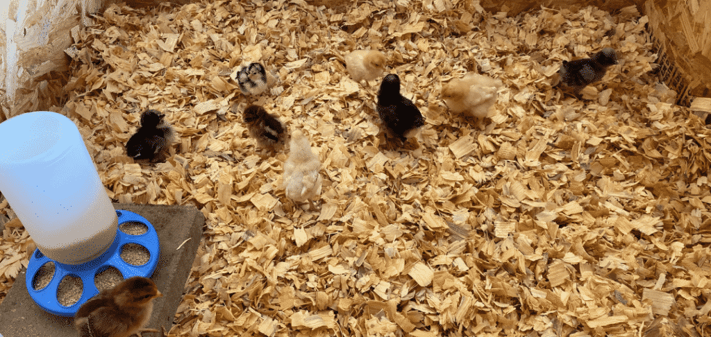 Chick Brooder Set-Up Guide for Beginners - Roost & Root