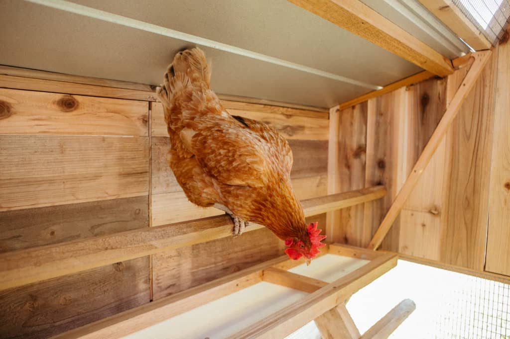 RoundTop Chicken Loft Large Walkin Roost & Root