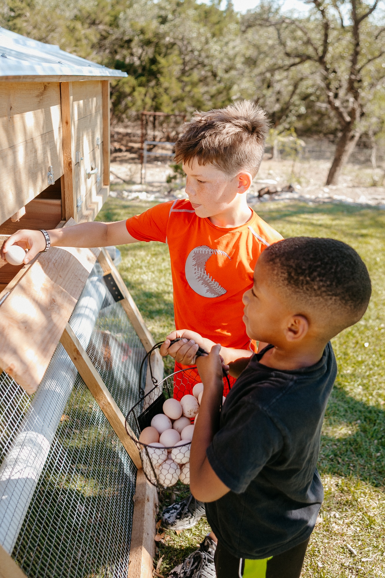 People collecting eggs