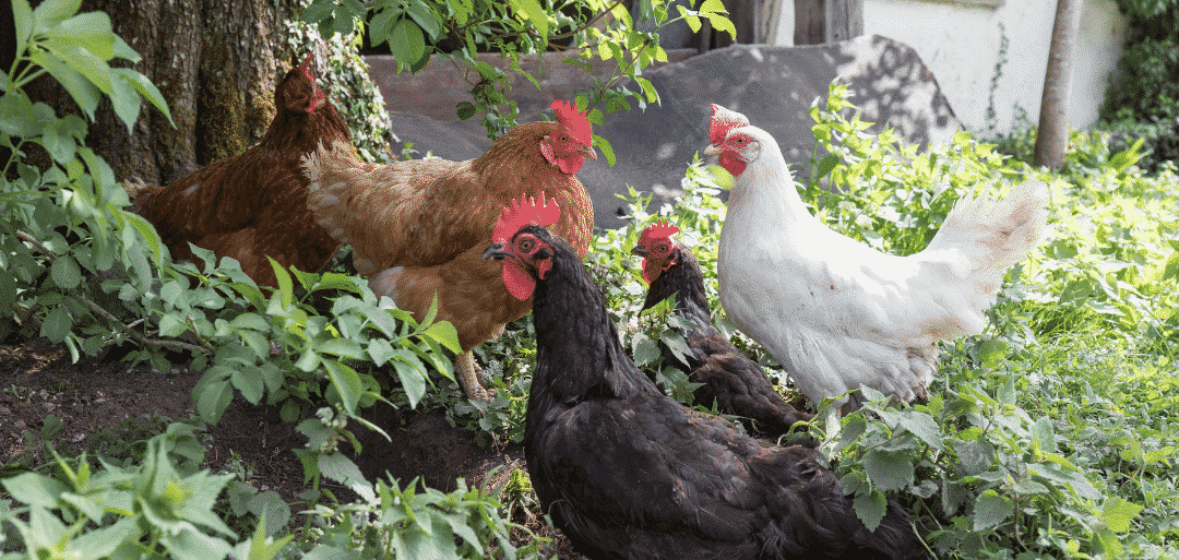 The Truth of Using Chicken Manure in Your Garden