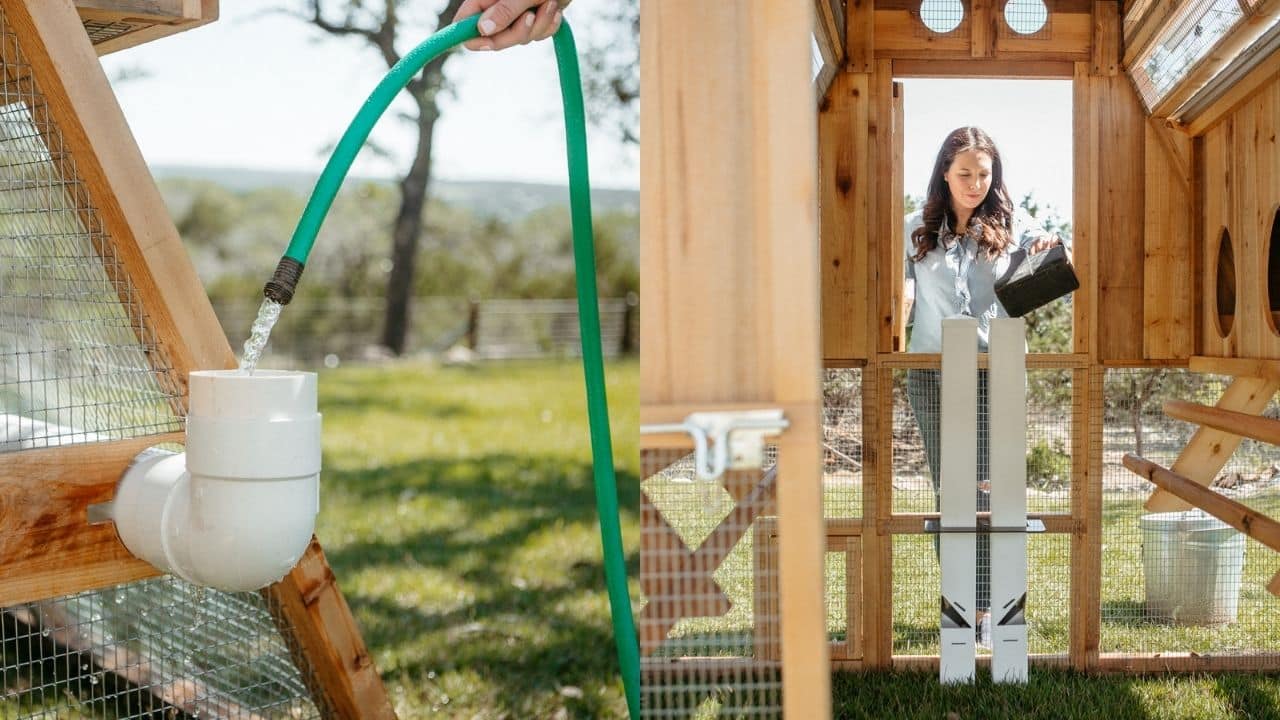 loft coop waterer and feeder