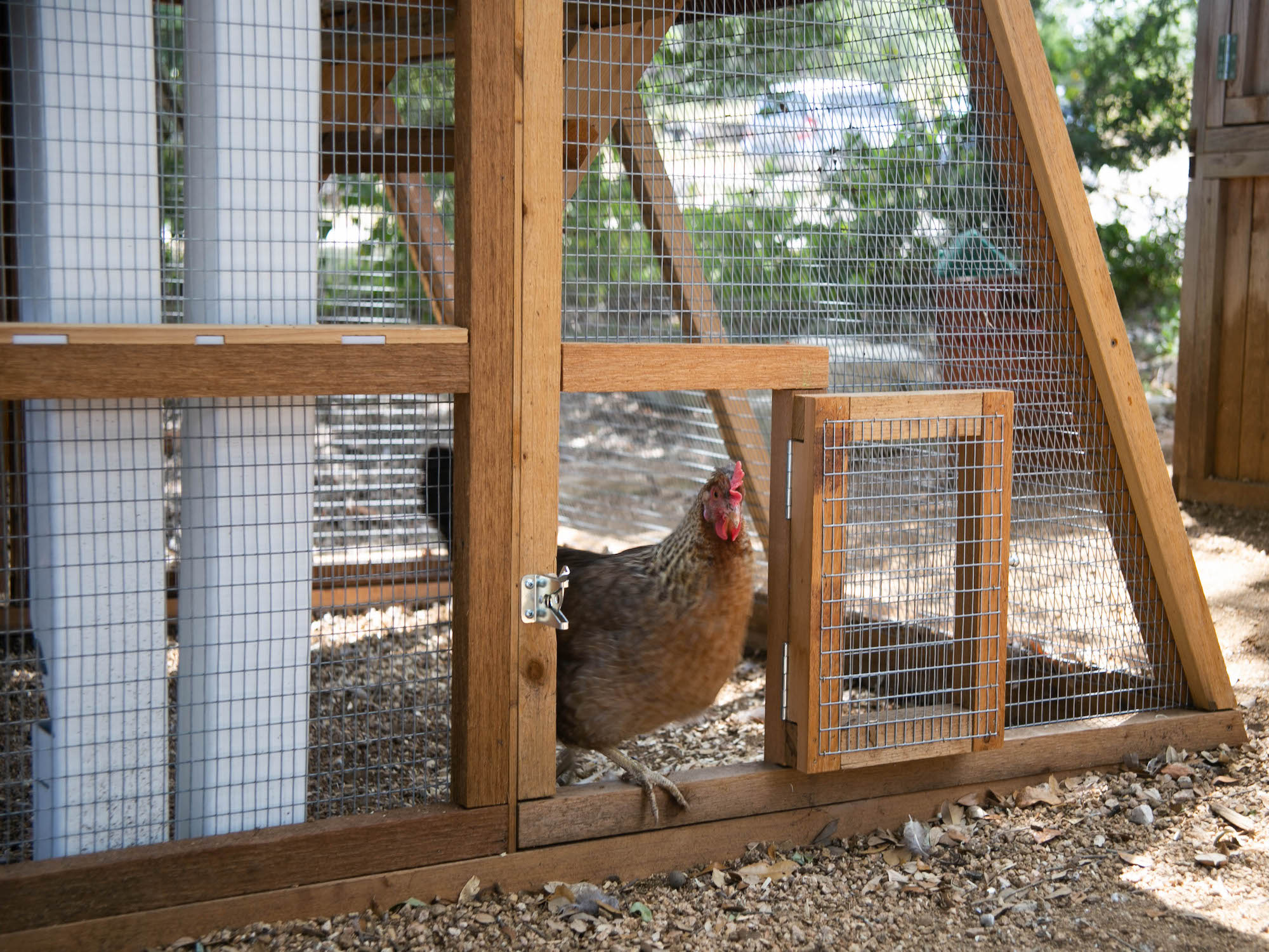 Round-Top-Chicken-Loft-Coop-chicken-size-door-with-chicken