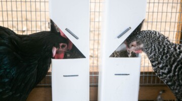 Round-Top Loft Chicken Coop easy fill feeders