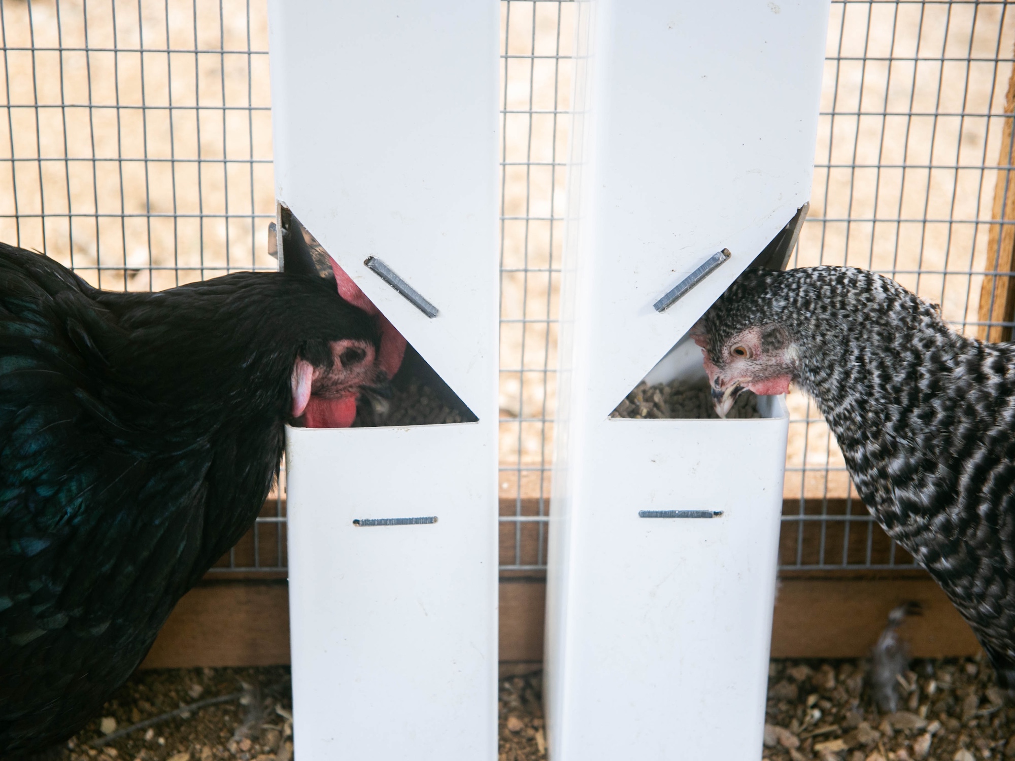 Round-Top-Chicken-Loft-Coop-easy-fill-feeders