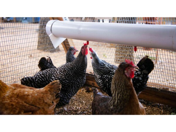 Round-Top Loft Chicken Coop - Overhead Easy-Fill Waterer easily hydrates your chickens via the poultry nipple system