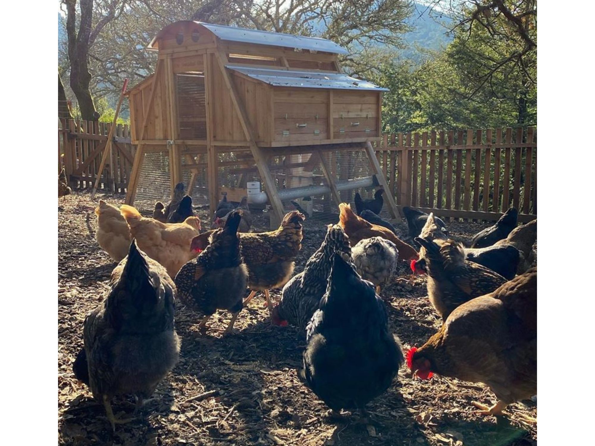 Roost-Root-Round-Top-Loft-Chicken-Coop-Customer-Photo-Chickens