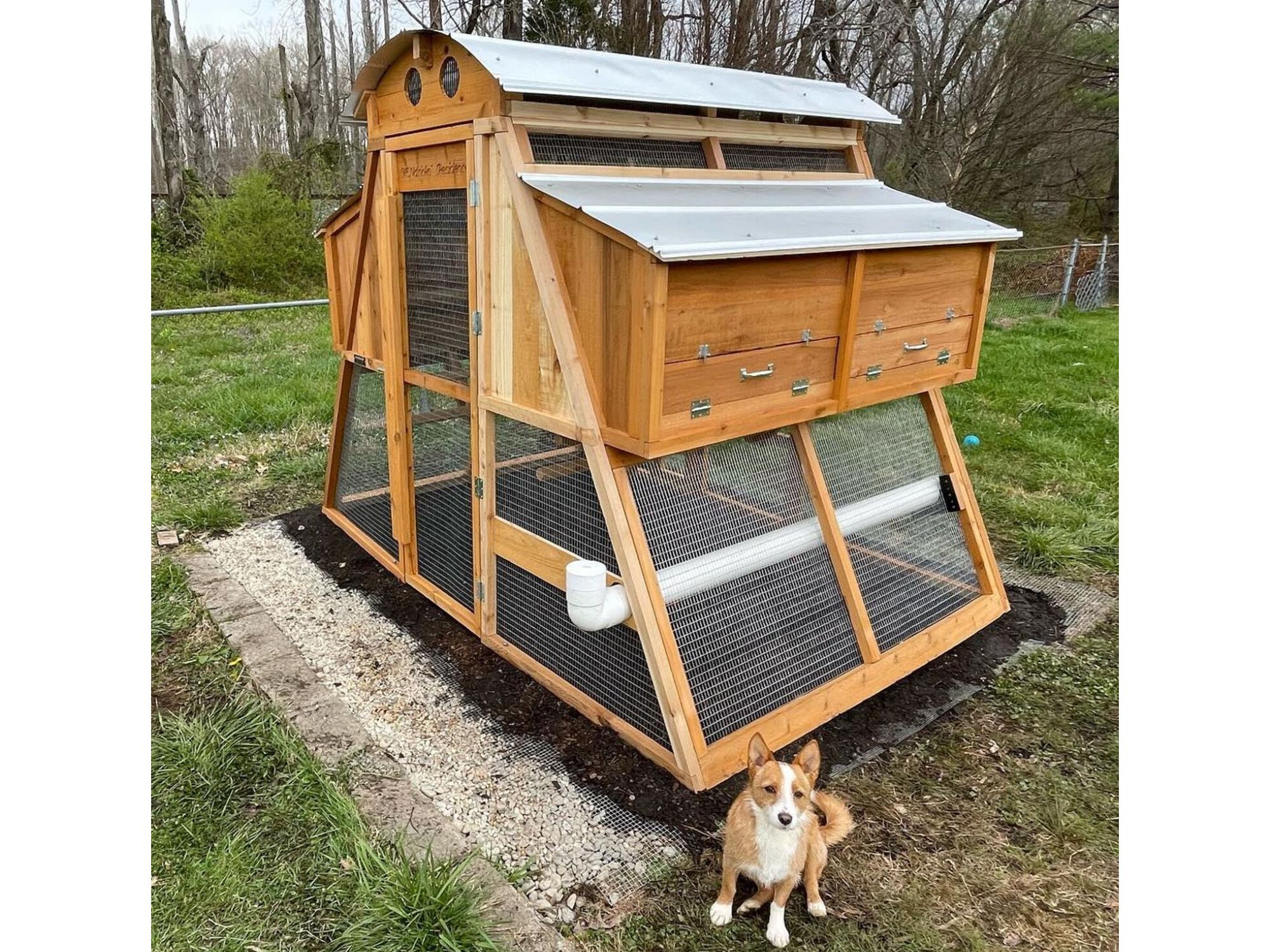 Roost-Root-Round-Top-Loft-Chicken-Coop-Customer-Photo-Dog