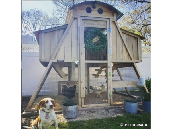 Roost-Root-Round-Top-Loft-Chicken-Coop-Customer-Photo-The-Hen-House-Dog