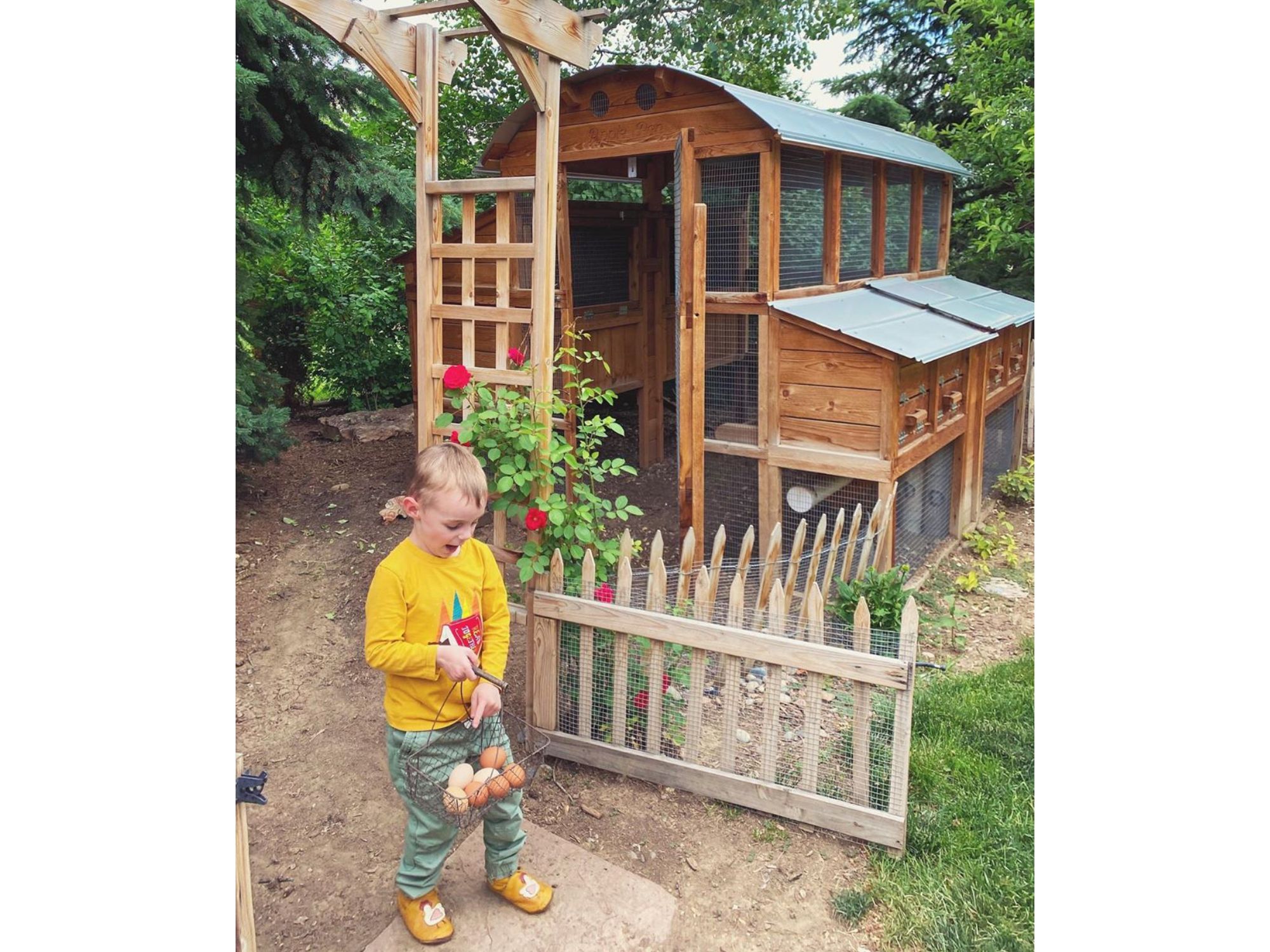 Roost-Root-Round-Top-Walk-In-Chicken-Coop-Boy-Collecting-Eggs