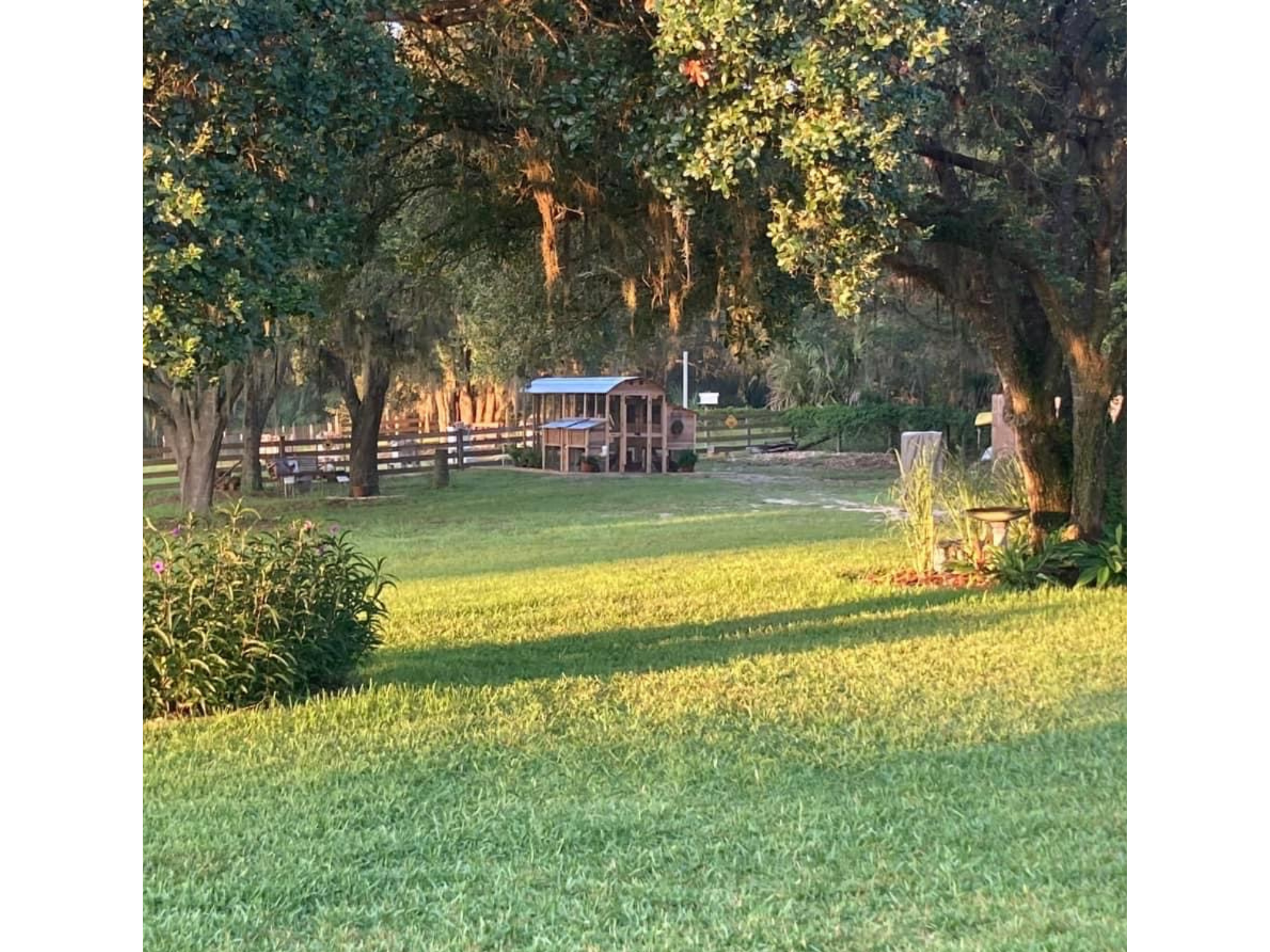Roost & Root Round-Top Walk-In Chicken Coop in Customer Backyard