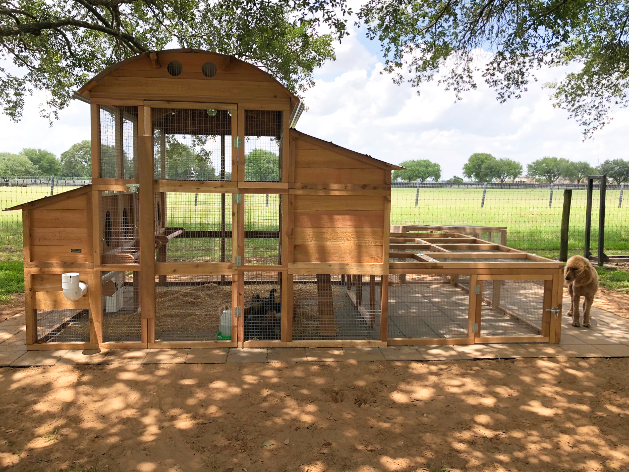 Roost-Root-Walk-In-XL-Chicken-Coop-Customer-With-Dog