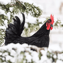 Chickens Don't Get Cold</br>Like We Do