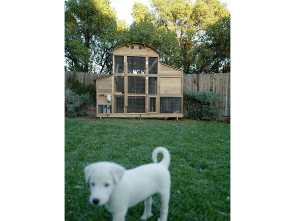 Round-Top-Walk-In-Chicken-Coop-Customer-Picture-with-Dog