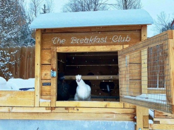Backyard Chicken Coop with silkie chicken inside coop protected from the snow