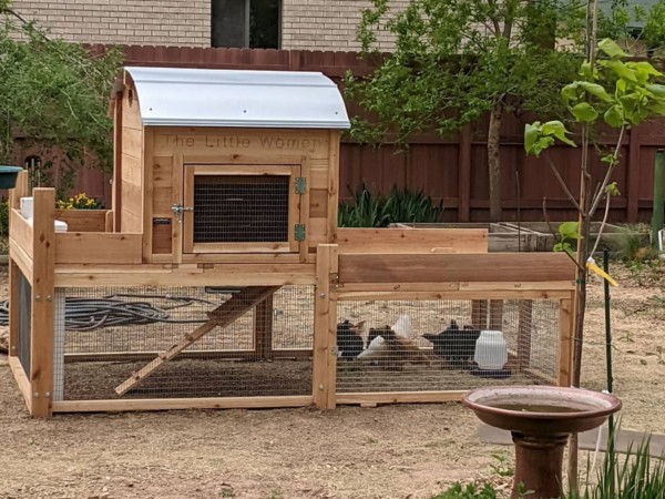 Round-Top-Backyard-Chicken-Coop-XL-Customer-picture-with-young-chicks