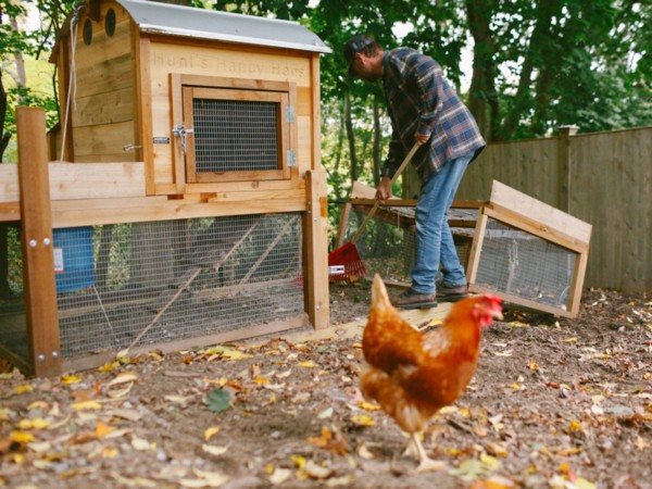 Round-Top-Backyard-Chicken-Coop-XL-Customer-picture-cleaning-run-with-rake