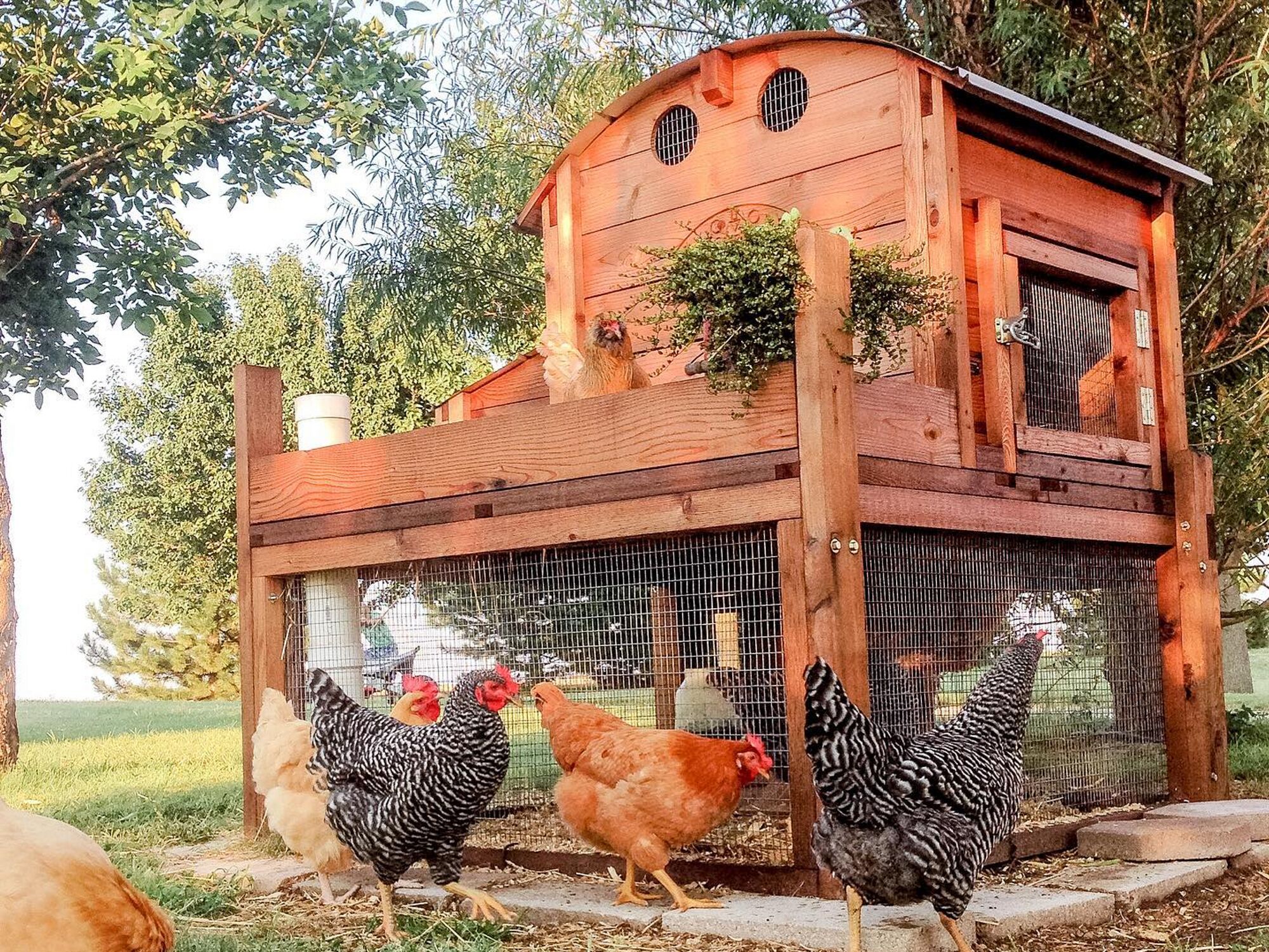 Chickens roaming outside of their Roost & Root Round-Top Backyard Chicken Coop