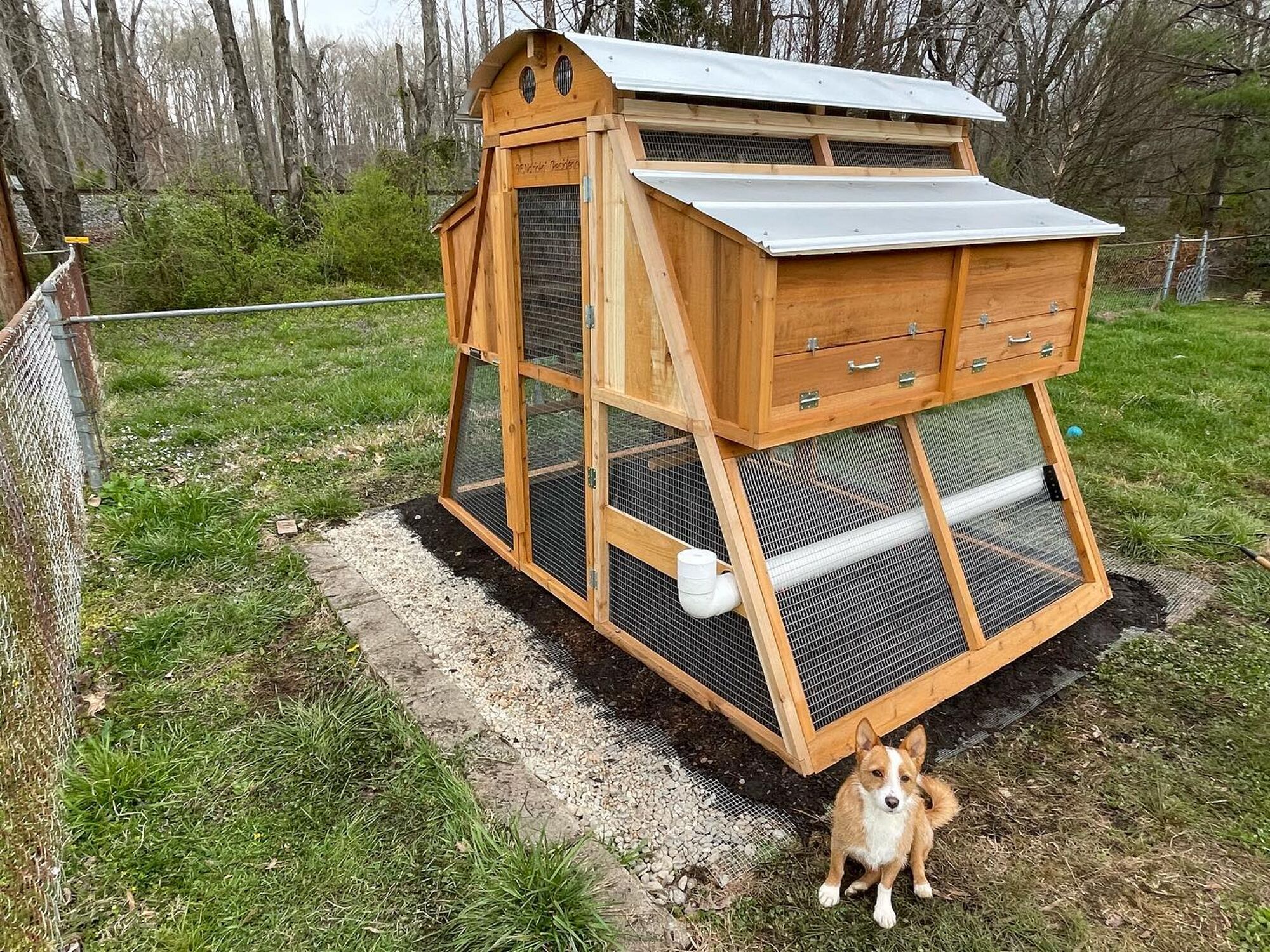 round-top-chicken-loft-coop-customer-image-dog