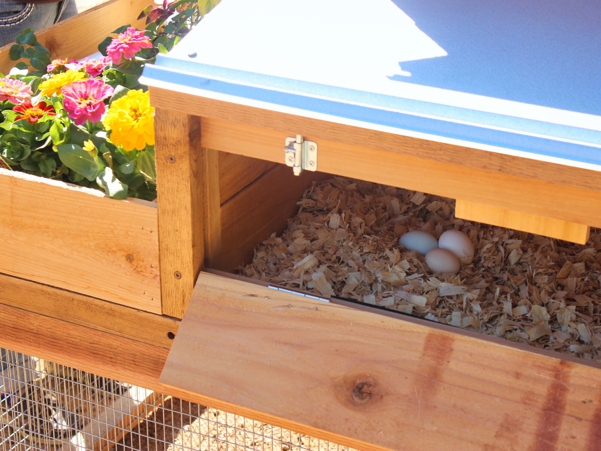 Round-Top-Backyard-Chicken-Coop-XL-nest-box-with-eggs