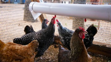 EZ-Fill Waterer for Roost & Root Round-Top Chicken Coop