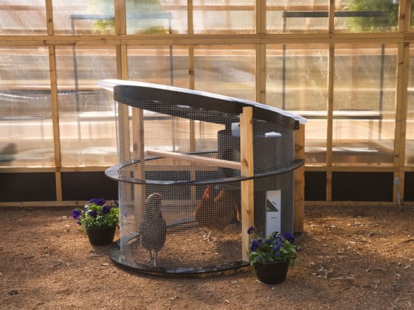 Urban Chicken Coop (5)