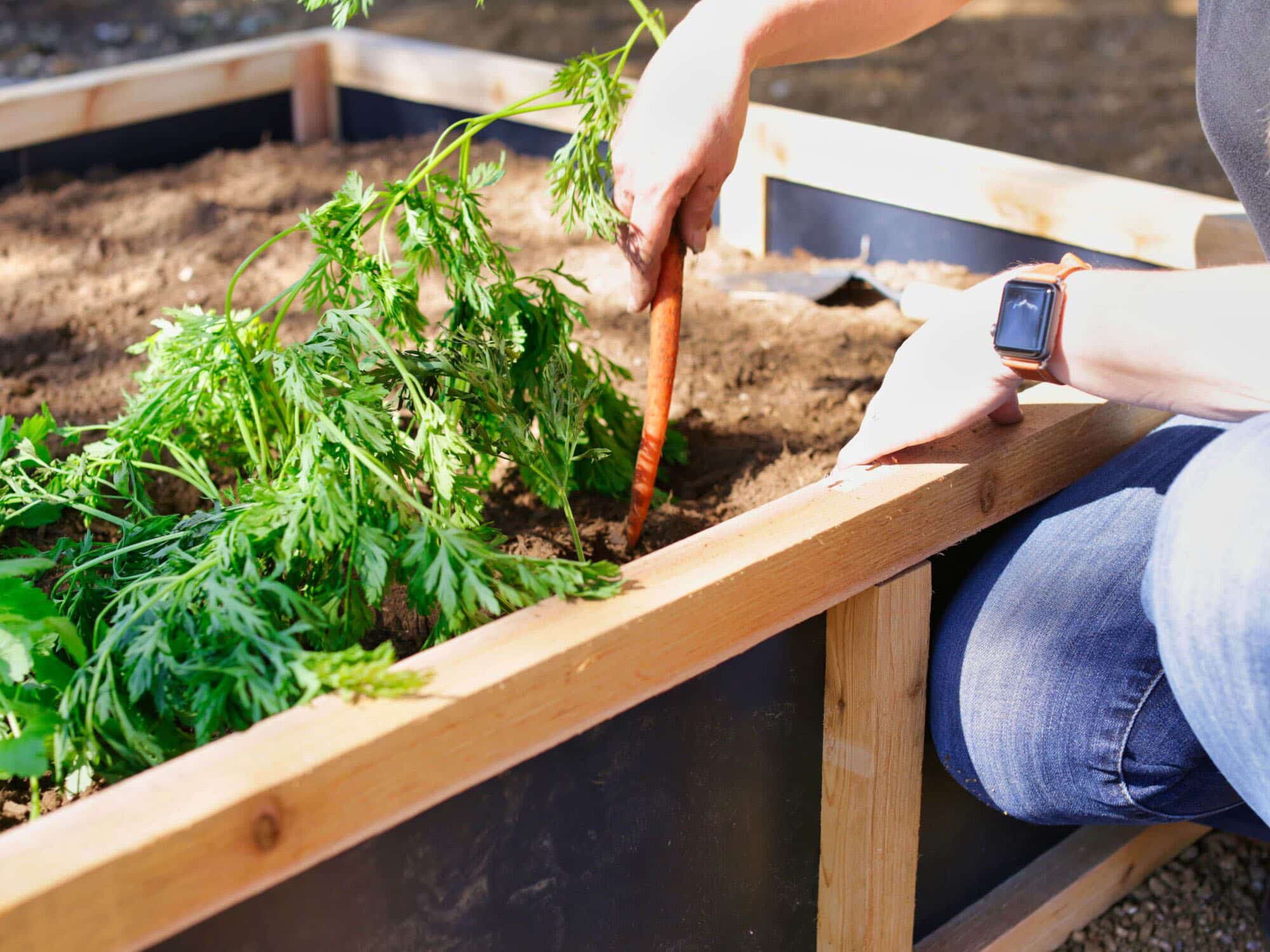 Roost and Root Raised Vegetable and Flower Gardens