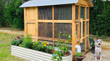 Roost-Root-Stand-Up-XL-Chicken-Coop-Customer-Photo-Dog