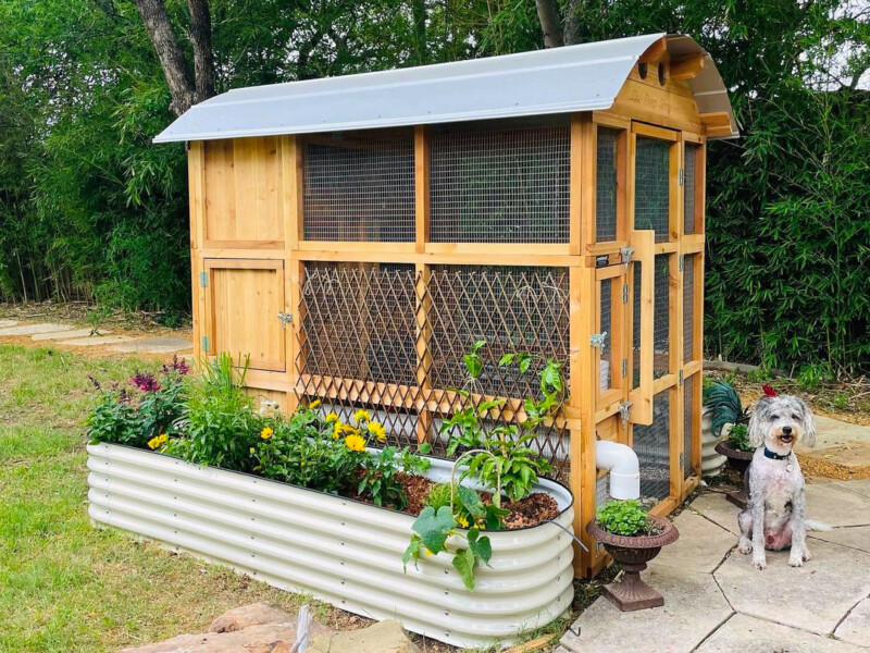 RoundTop StandUp WalkIn XL Chicken Coop by Roost & Root