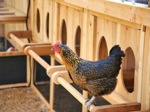 Heritage Chicken Coop Day Roost Bars