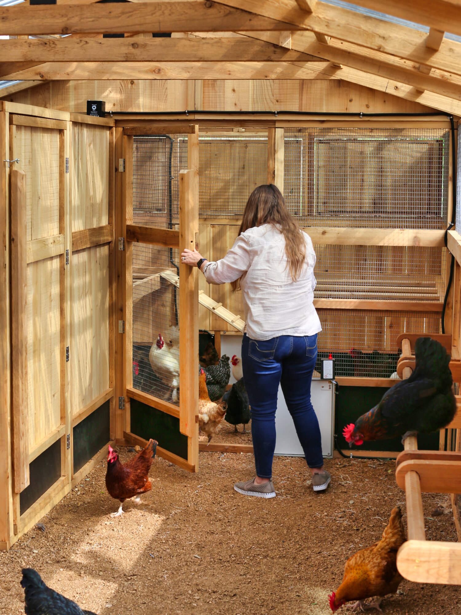 Heritage Chicken Coop Roost Area Access