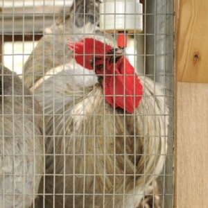 Chicken drinking from coop waterer