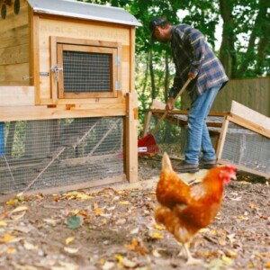 Man cleaning chicken coop and caring for chickens